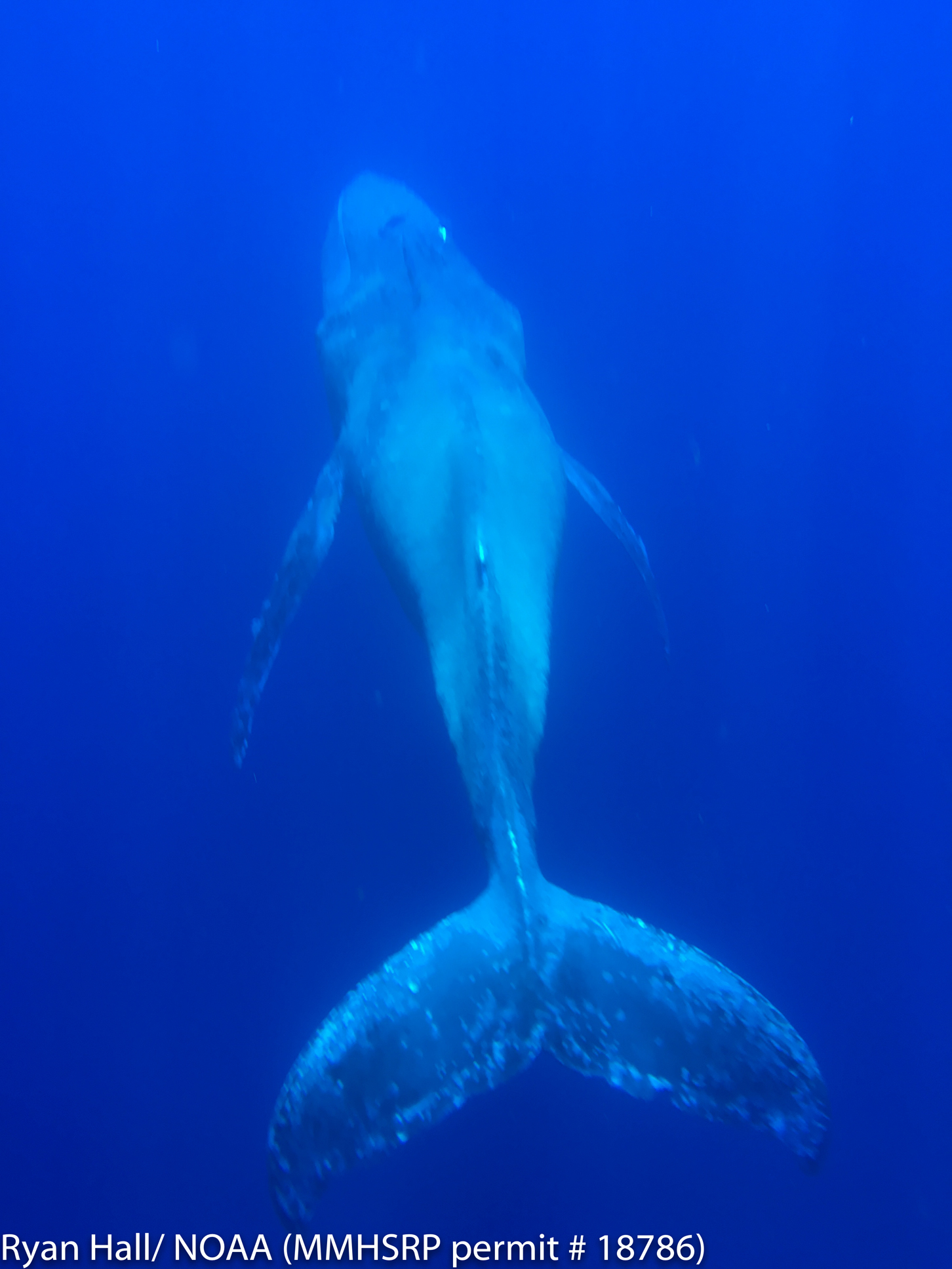 This image provided by NOAA shows a humpback whale sighted off Maui, Hawaii. Hawaiian Islands Humpback Whale National Marine Sanctuary Superintendent Malia Chow said Friday, Aug. 26, 2016, that the animal is emaciated and covered in whale lice. At least four sharks were following the whale. She says these are all indicators of a whale in distress.
