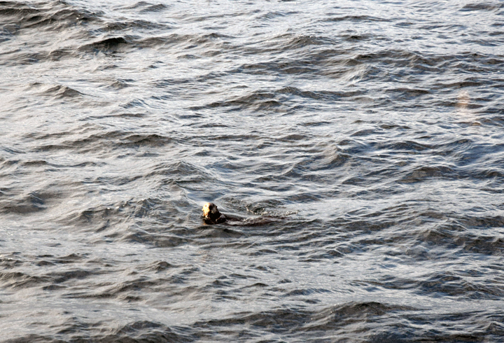 In this file photo from Nov. 6, an otter floats by a whale-watching vessel in the Sitka Sound during the 2016 WhaleFest Marine Wildlife Cruise.