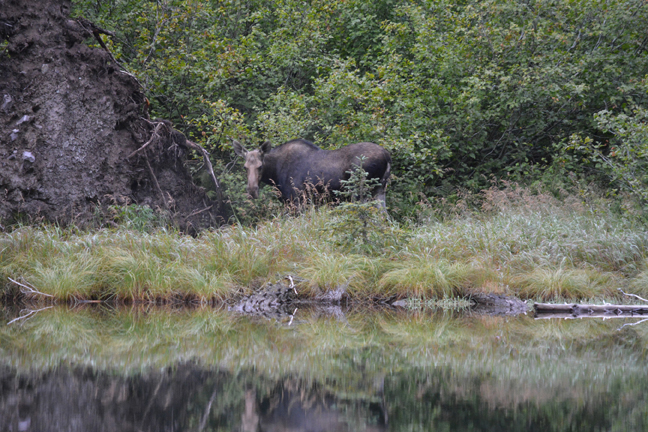 In this photo taken Sept. 10 2016, a moose stands across the water at Snyder Lake in Glacier National Park, Montana.