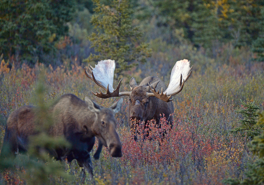 In this September 2015 file photo, a bull moose known as "Scarface" approaches a cow moose in Denali National Park and Preserve.