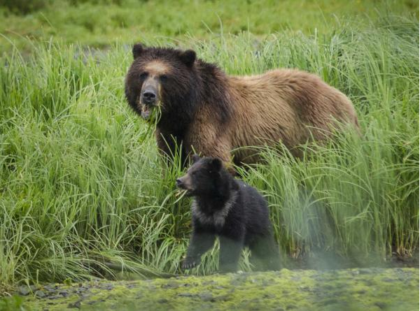 In this July 2014 photograph, a mother brown bear and cub feed on grasses at Pack Creek on Admiralty Island.