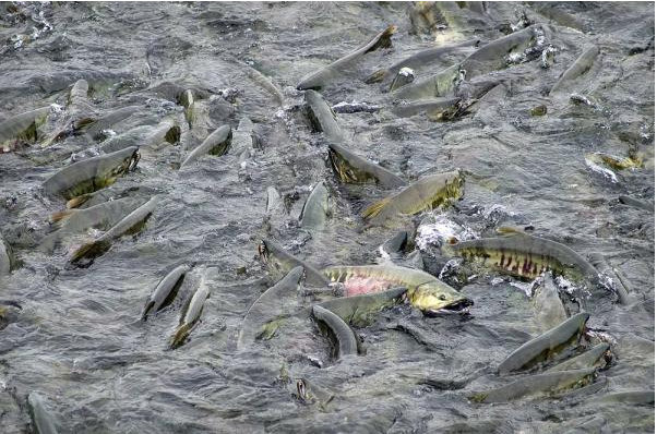 In this file photo, chum salmon pool up before entering the fish ladder at the Macaulay Salmon Hatchery.