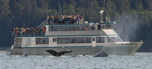 In this file photo from August 2015, four humpback whales dive in front of a Allen Marine whale-watching boat during the first day of the 69th annual Golden North Salmon Derby.