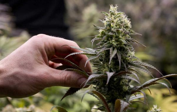This file photo shows a flowering cannabis plant at Rainforest Farms in Juneau on Tuesday, Nov. 8, 2016.