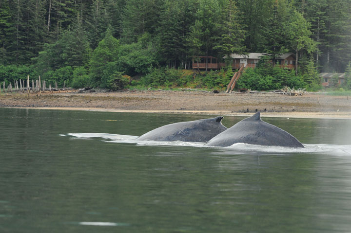 A second humpback has been swimming alongside the entangled humpback since at least June 4, when this photo was taken. The second whale may also be entangled in the anchor line, complicating the entanglement situation.