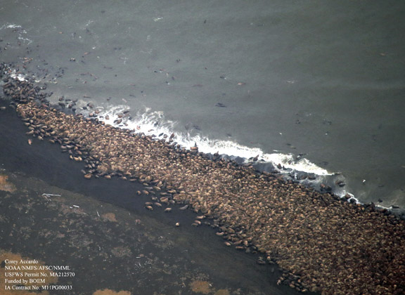 This Sept. 27, 2014 file photo provided by NOAA during the Aerial Survey of Arctic Marine Mammals project shows the walrus haul out at Point Lay, Alaska.