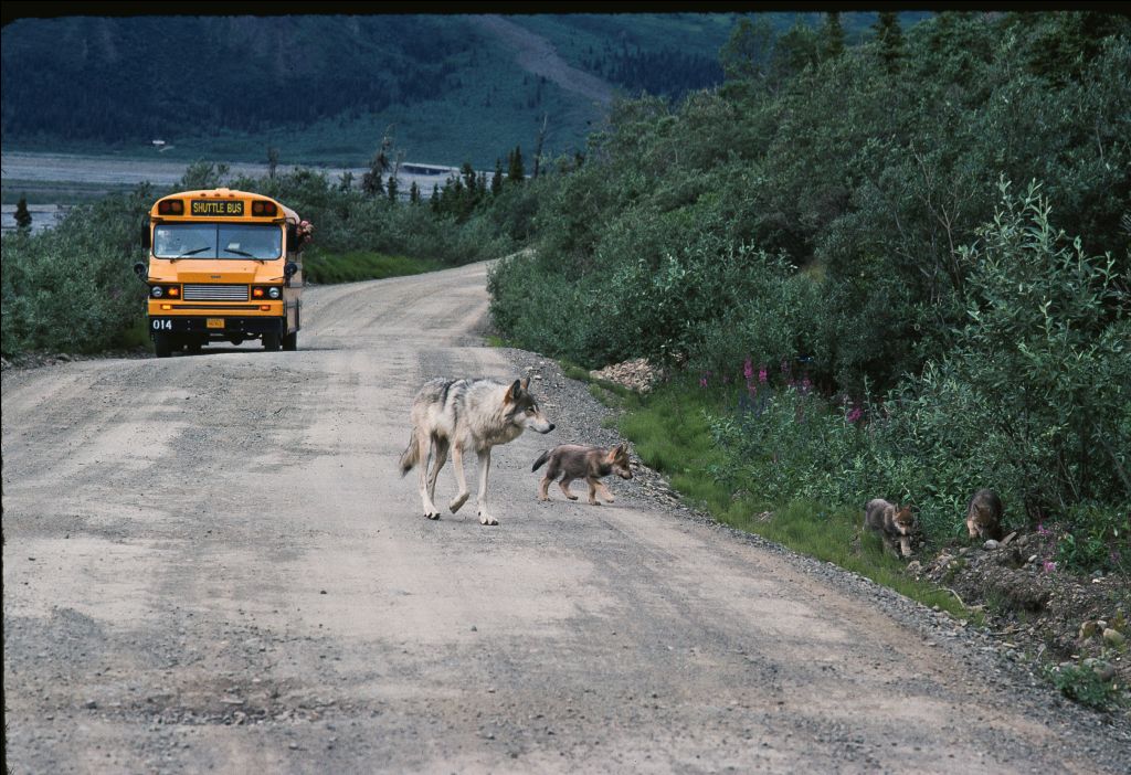 In this photo taken in June 1990 by Dr. Gordon Haber and provided to the Empire by Marybeth Holleman, an East Fork Toklat alpha female wolf with pups are seen along the Denali National Park and Preserve road, while a busload of visitors watch.