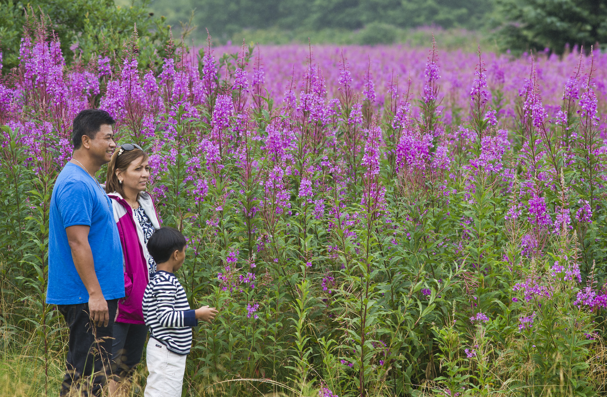 Michael Penn | Juneau Empire Gerald and Azela Guzman with their son, Gerald Jr., 8, stop to admire the field of fireweed near the Juneau International Airport.
