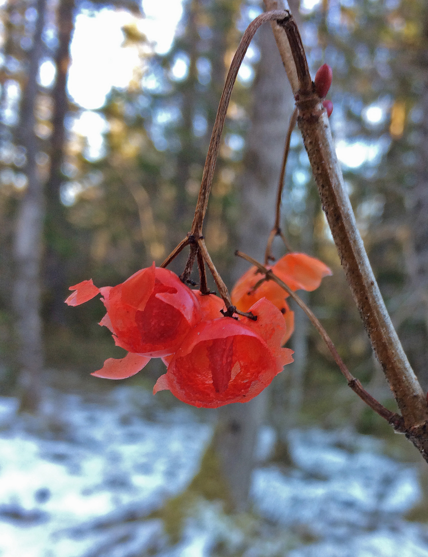 Fruits of highbush cranberry dangle from the twig, their seeds extracted by pine grosbeaks. (Photo by Kathy Hocker)