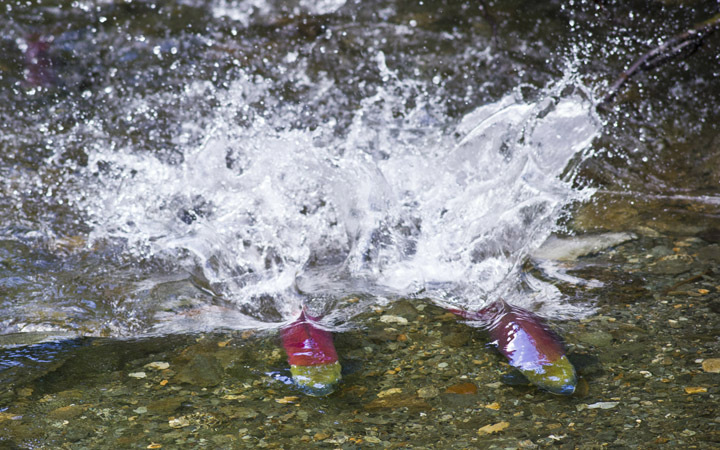 In this file photo from on July 2015, two male sockeye salmon battle for territory in Steep Creek near the Mendenhall Glacier Visitor Center. (Michael Penn | Juneau Empire File)