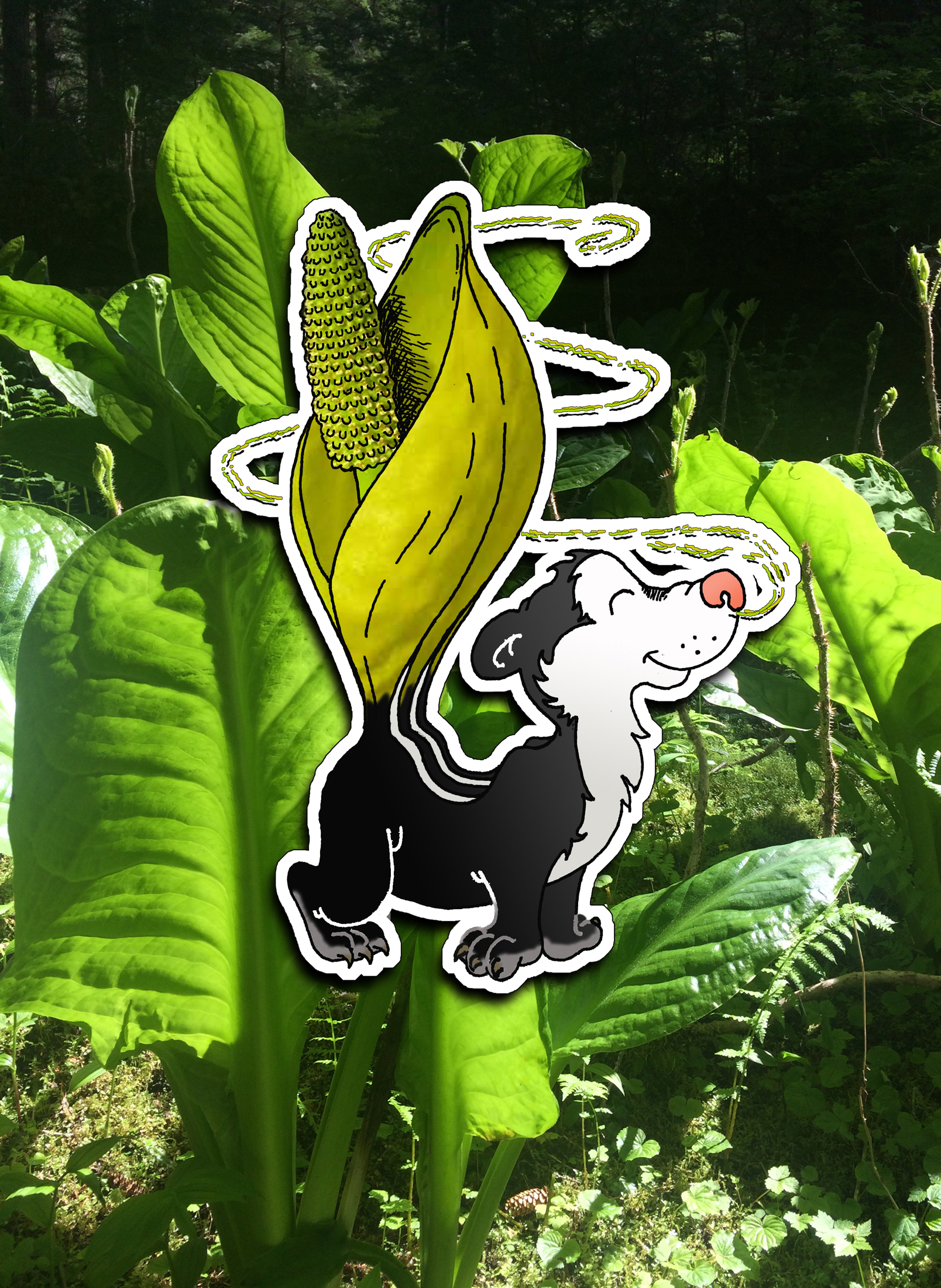 Decaffeinated Designs’ skunk cabbage sticker, seen with its inspiration. Photo by James Kelly.