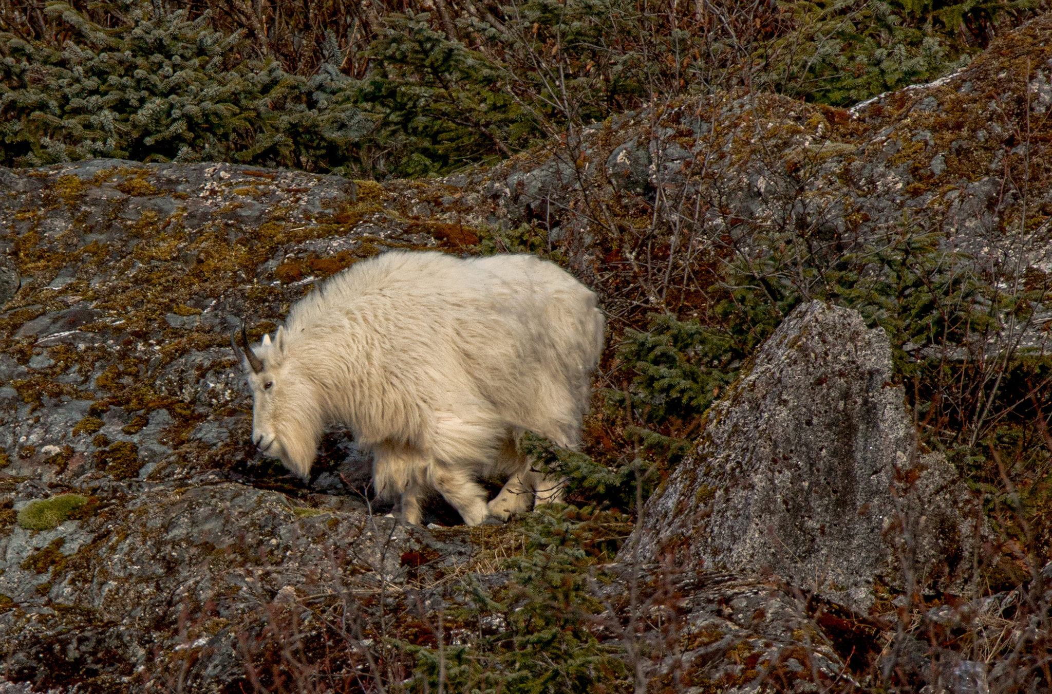 Mountain Goat enjoying the sun and feeding on moss. (Photo by Janice Gorle)
