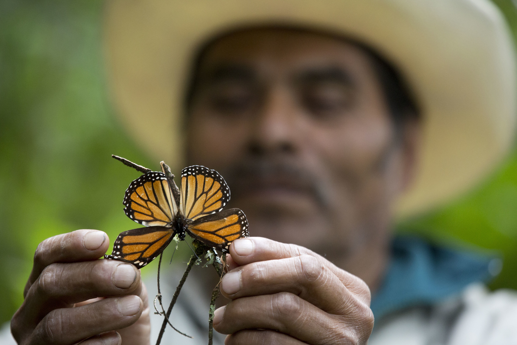 In this Nov. 12, 2015 photo, a guide holds up a damaged and dying butterfly at the monarch butterfly reserve in Piedra Herrada, Mexico. The number of monarch butterflies wintering in Mexico dropped by 27 percent this year, reversing last year’s recovery from historically low numbers, according to a study by government and independent experts released Thursday. (Rebecca Blackwell | The Associated Press)