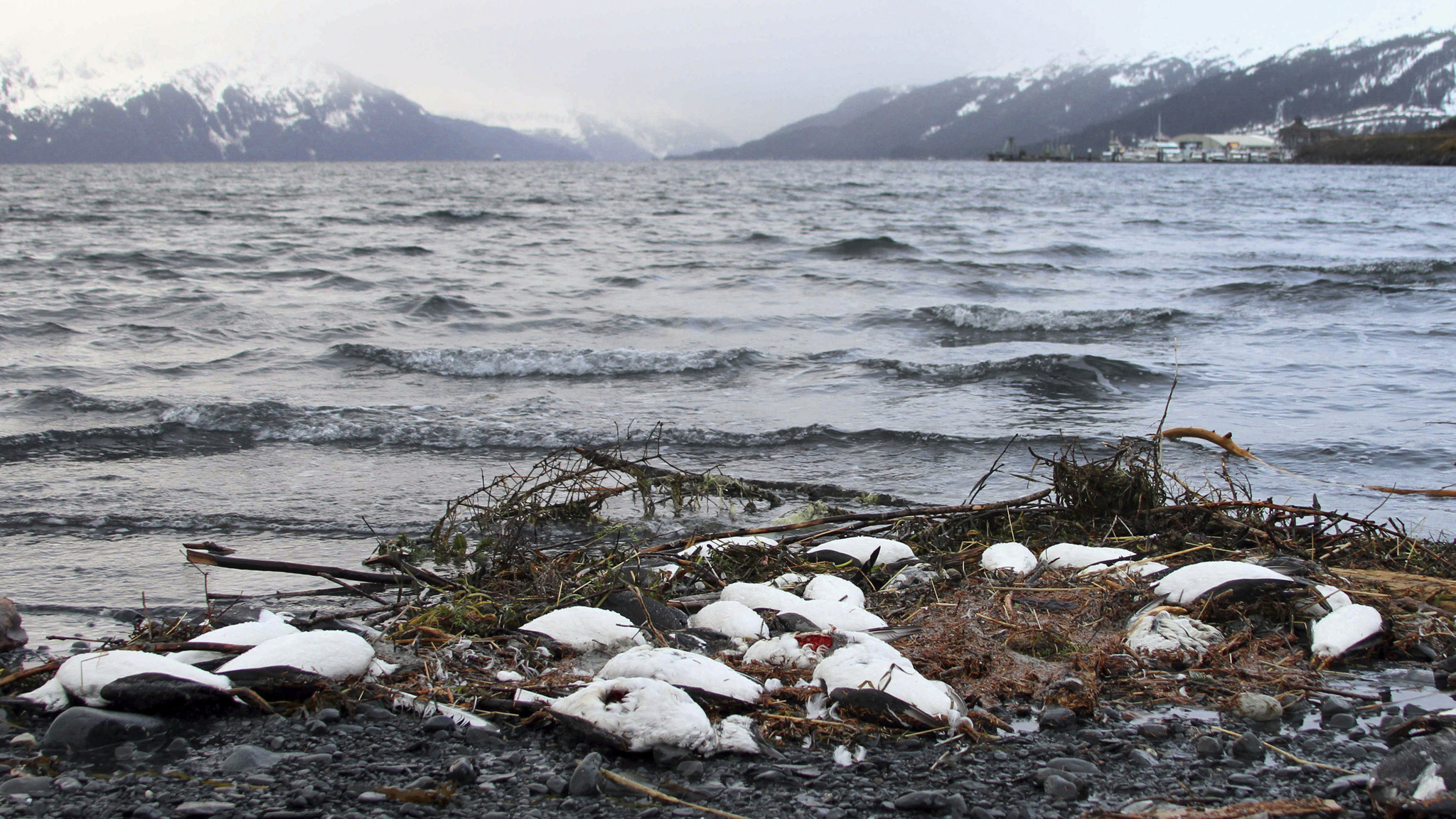 In this Jan. 7, 2016 photo, dead common murres lie washed up on a rocky beach in Whittier, Alaska. A year after tens of thousands of common murres, an abundant North Pacific seabird, starved and washed ashore on beaches from California to Alaska, researchers have pinned the cause to unusually warm ocean temperatures that affected the tiny fish they eat. (Mark Thiessen | The Associated Press file)