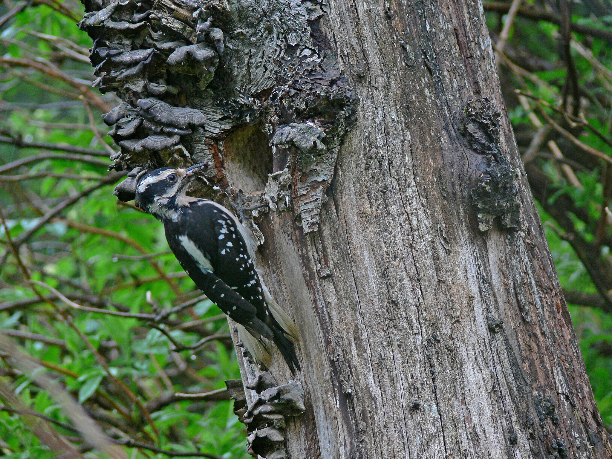 A female hairy woodpecker perches at the door of her nest cavity. She carries a beakful of grubs for her chicks.(Photo by Bob Armstrong)