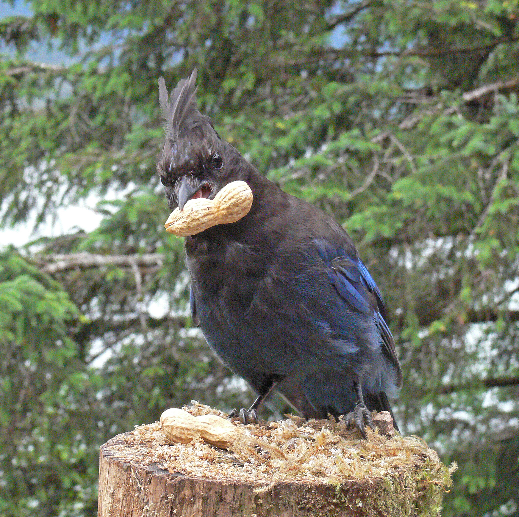 Jays sometimes carry two peanuts at a time, or even three if they are small, and often cache them.(Bob Armstrong | For the Juneau Empire)