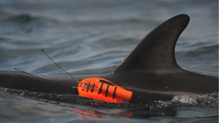 One of the experimental underwater cameras used to record the underwater life of dolphins off the coast of New Zealand.
