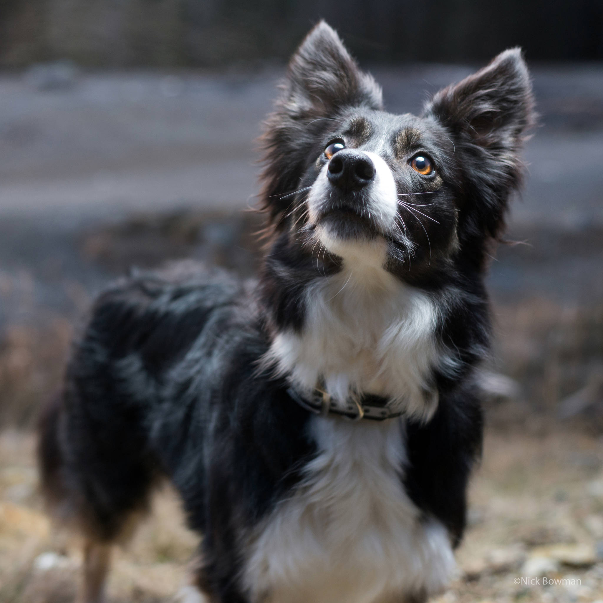 Photographing Alaska’s Dogs