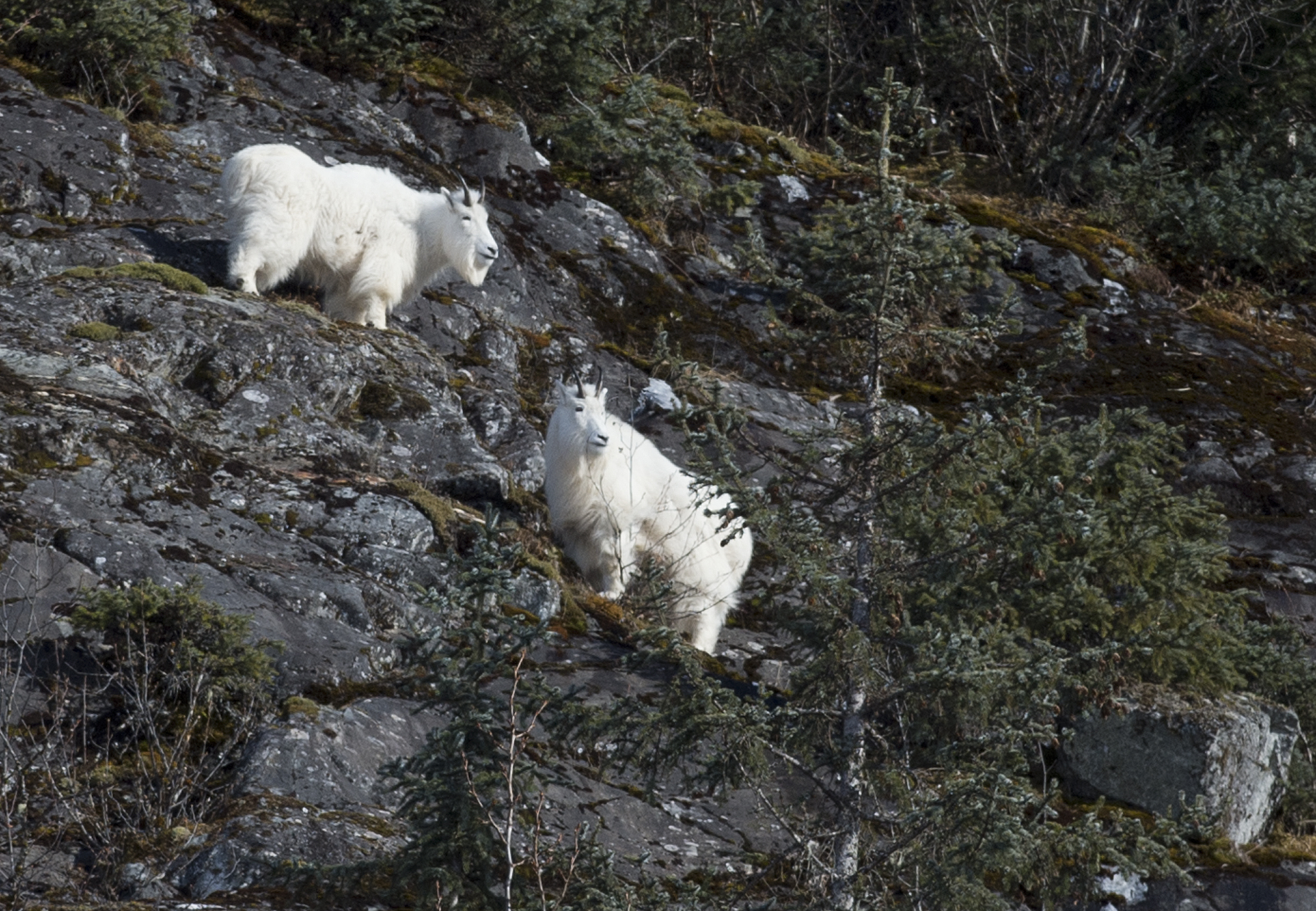 Two mountain goats browse along the hillside near Nugget Falls on Monday, Feb. 27, 2017. (Michael Penn | Juneau Empire)