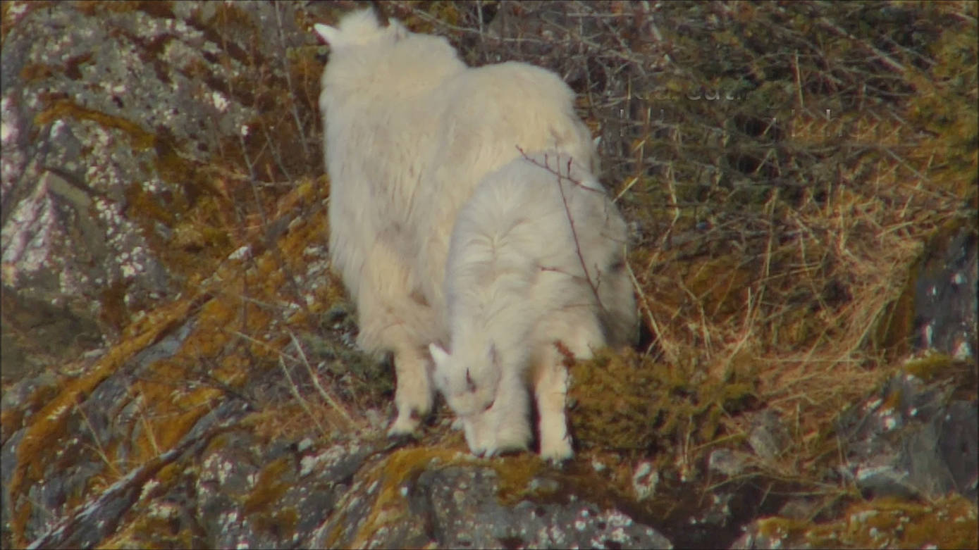 The juvenile mountain goat in the foreground is nibbling on a white foam lichen, while an adult forages on the uphill side. (Bob Armstrong | For the Juneau Empire)