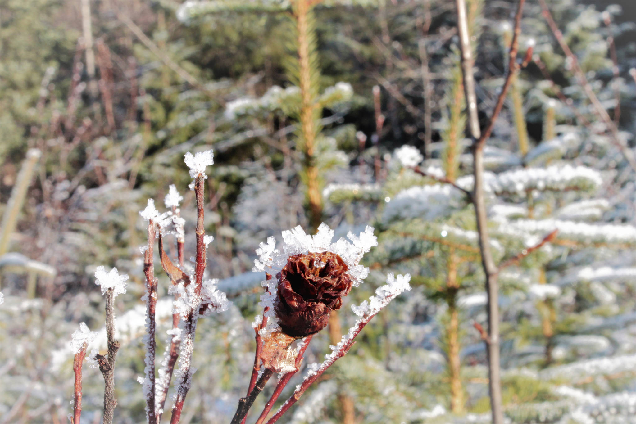 Winter mirrors Spring: Hoarfrost camouflages itself on a Sitka alder as if it were a thorn on a rose. Nugget Falls Trail in Juneau. Photo by Mary Sutkowski.