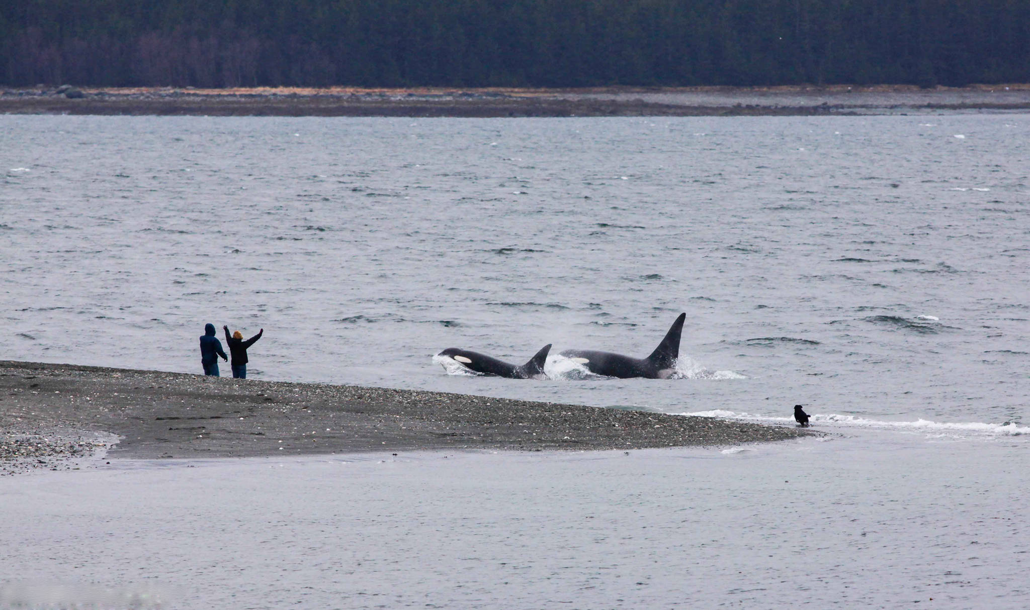 Jason, Eileen, and Merlin watch bull orca whales swim past South Shelter. Photo by Jay Beedle.
