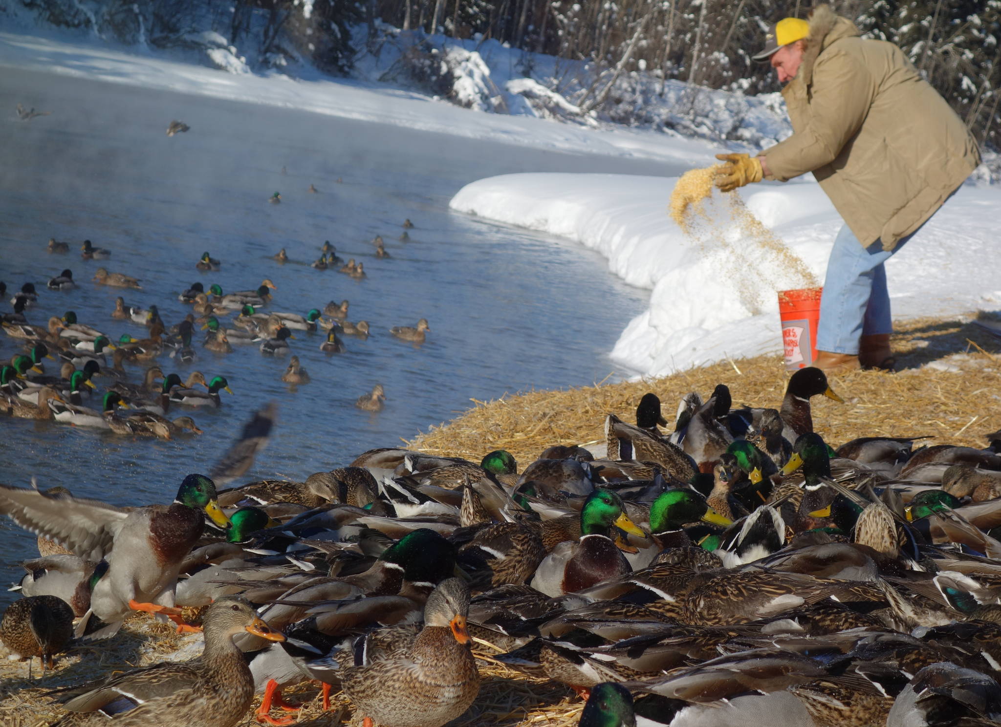 Marv Hassebroek of Fairbanks feeds overwintering ducks a mixture of cracked corn, wheat and vitamin-and-mineral pellets.(Ned Rozell | For the Juneau Empire)