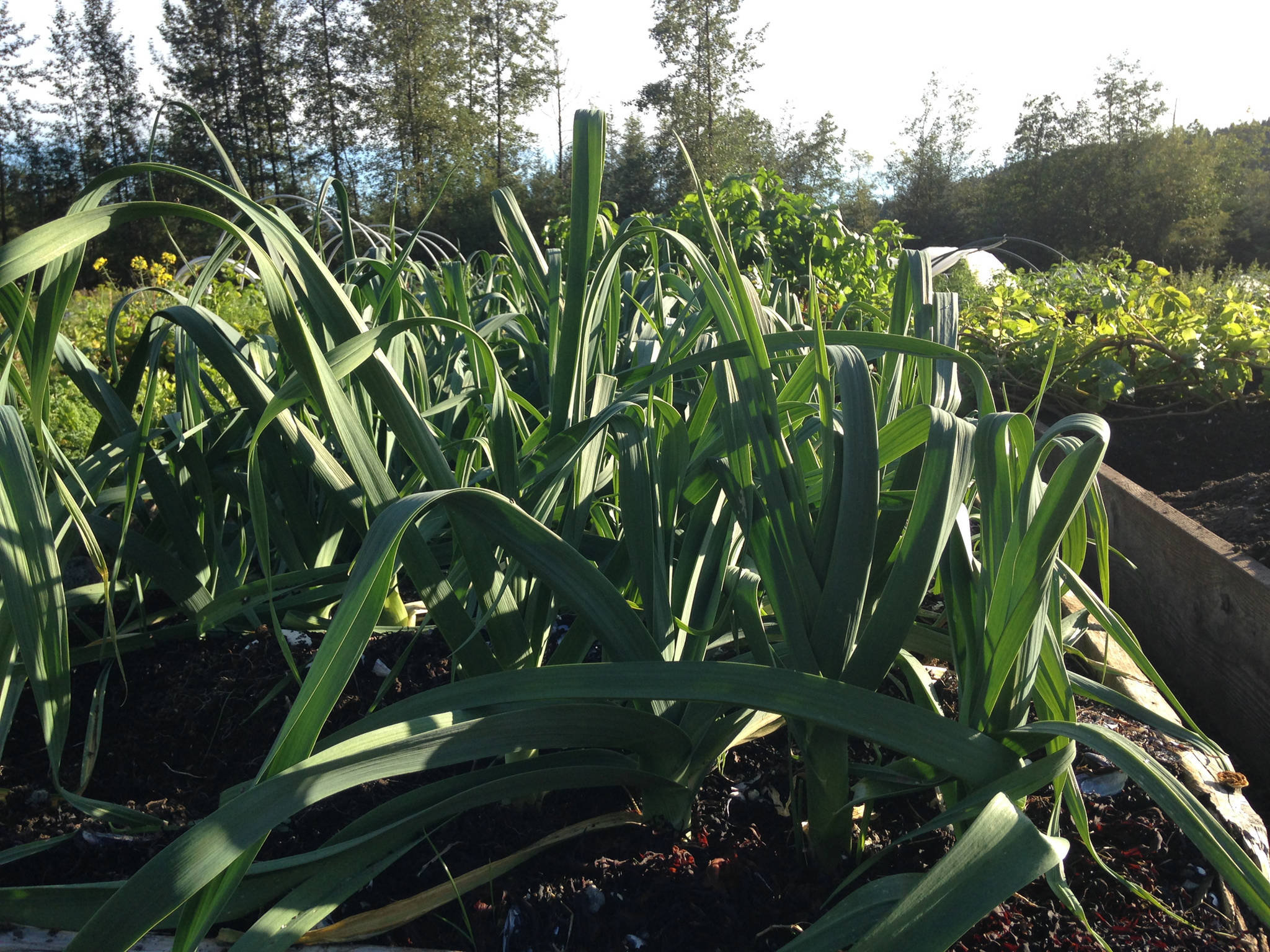 Plant leek starts now for a future harvest. (Corinne Conlon | For the Juneau Empire)