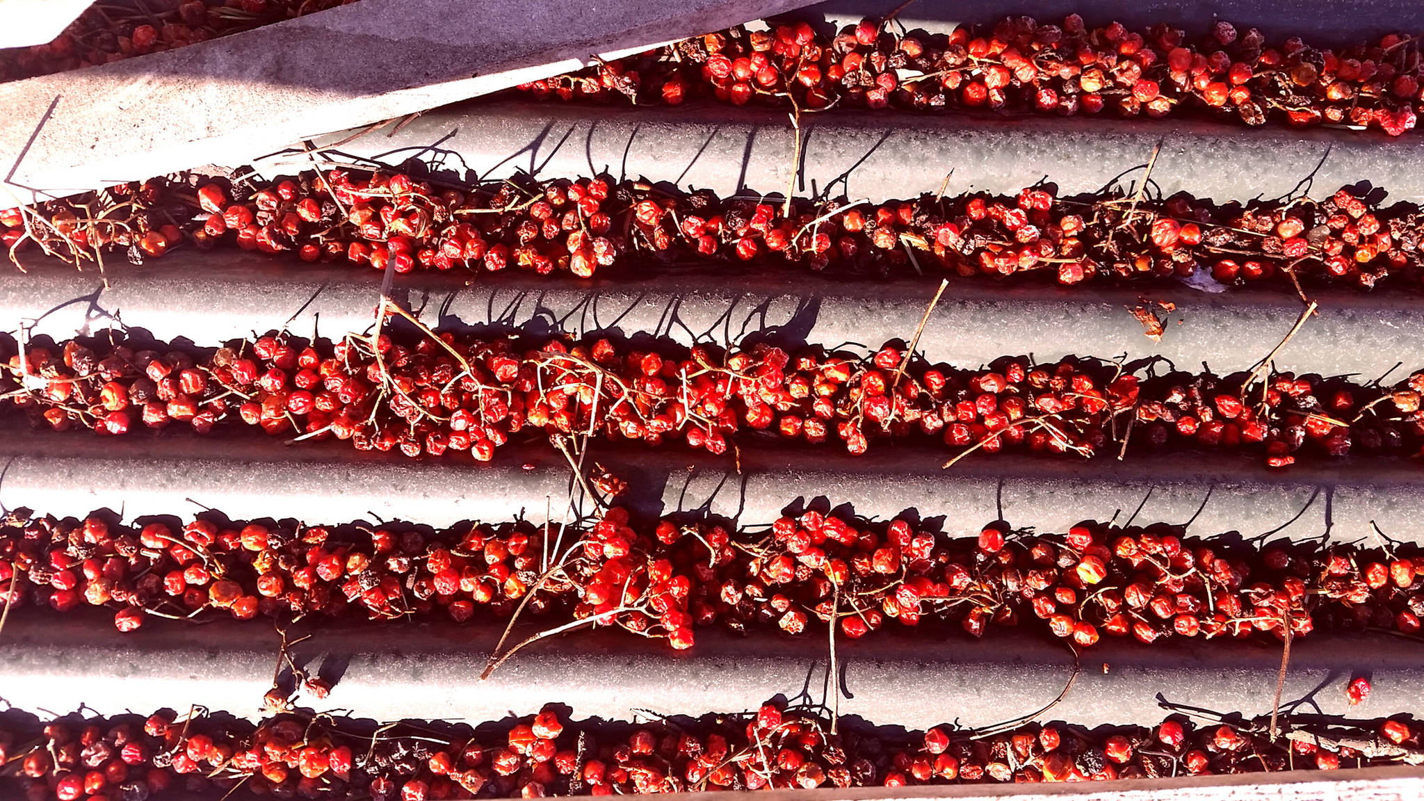Mountain ashberries that dropped into the grooves of a sheet of corrugated iron. Photo by Vanessa Sinclair.