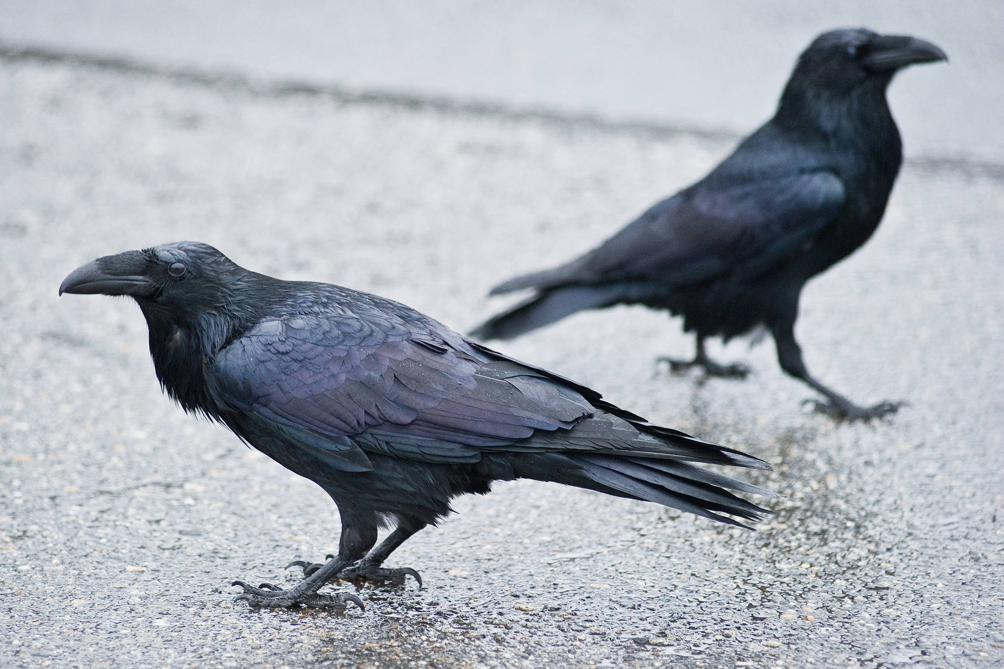 Ravens in downtown Juneau. (Michael Penn | Juneau Empire file)