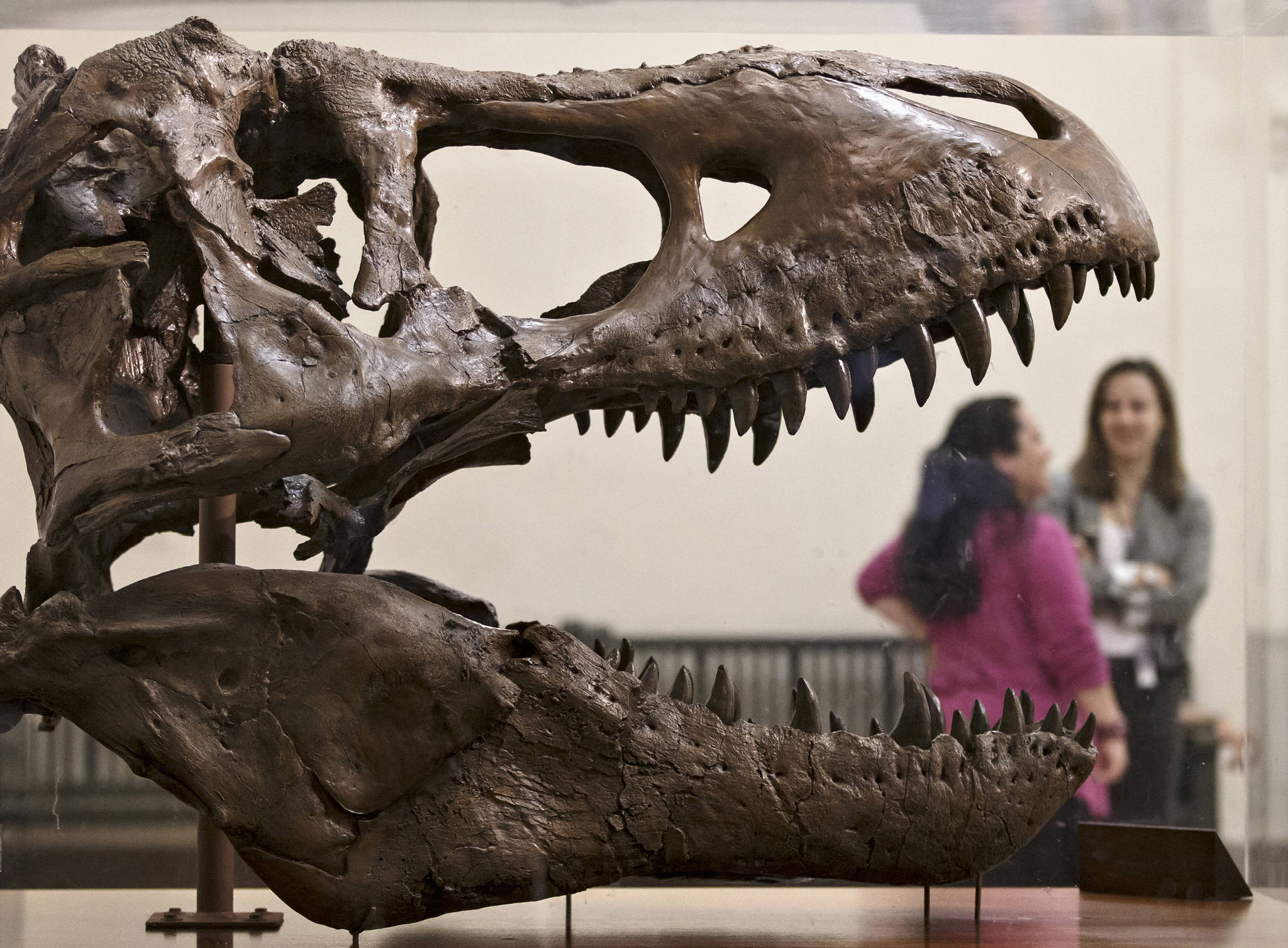 In this April 15, 2014 photo, a cast of a Tyrannosaurus rex discovered in Montana greets visitors as they enter the Smithsonian Museum of Natural History in Washington. Tyrannosaurus Rex and his buddies are on the move as a new study proposes a massive shake up of the dinosaur family tree. (J. Scott Applewhite | The Associated Press File)