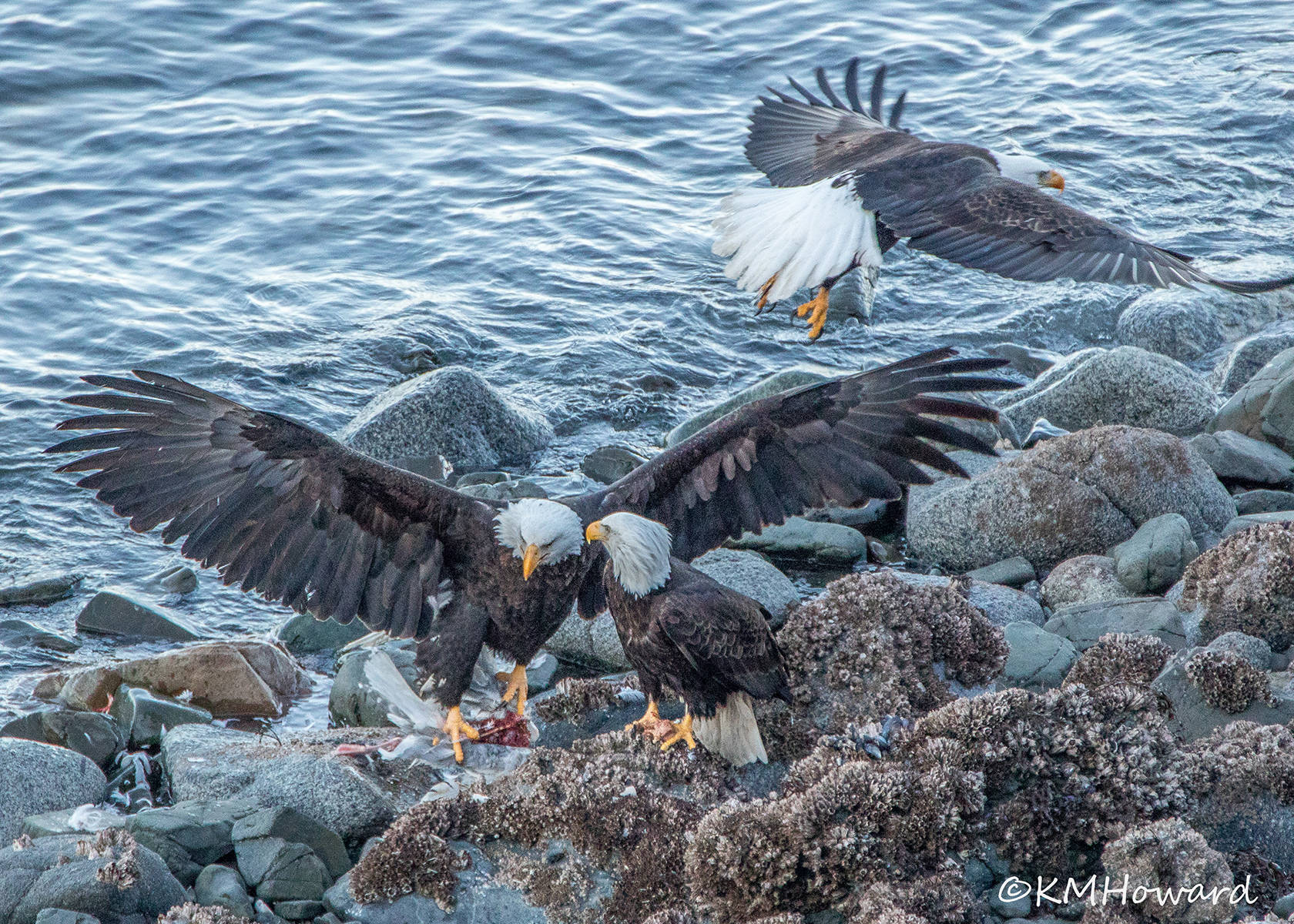 Photo by Kerry Howard Three bald eagles fight over a dead seagull in Lena Cove.