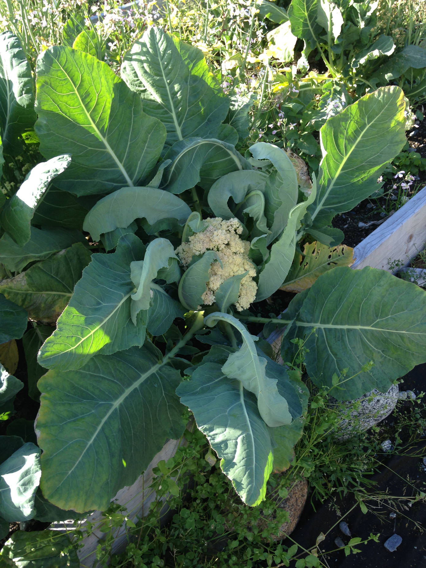A cauliflower hidden by its protective leaves. (Corinne Conlon | For the Juneau Empire)