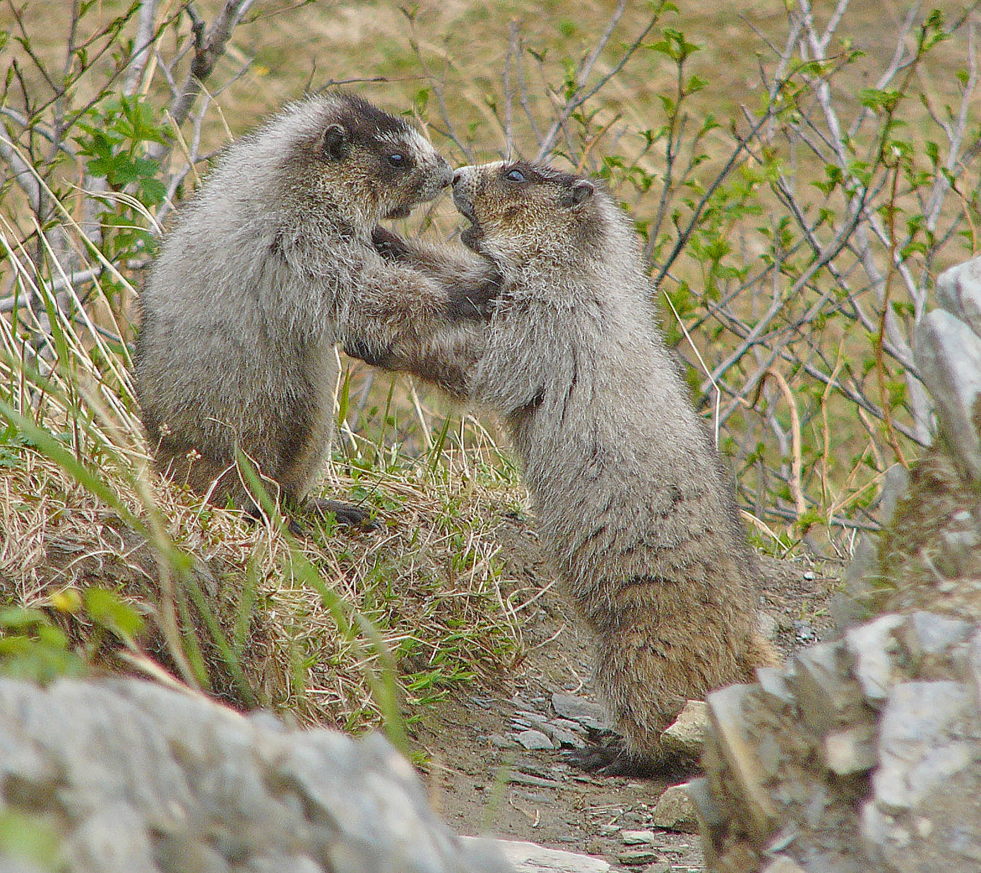 Juvenile marmots play-box near their den. (Photo by Bob Armstrong)