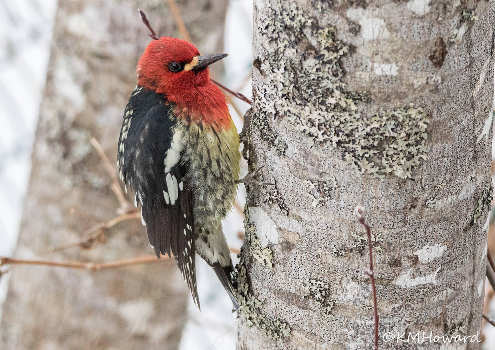 A red-breasted sapsucker makes an early appearance in Juneau on March 19. (Photo by Kerry Howard)