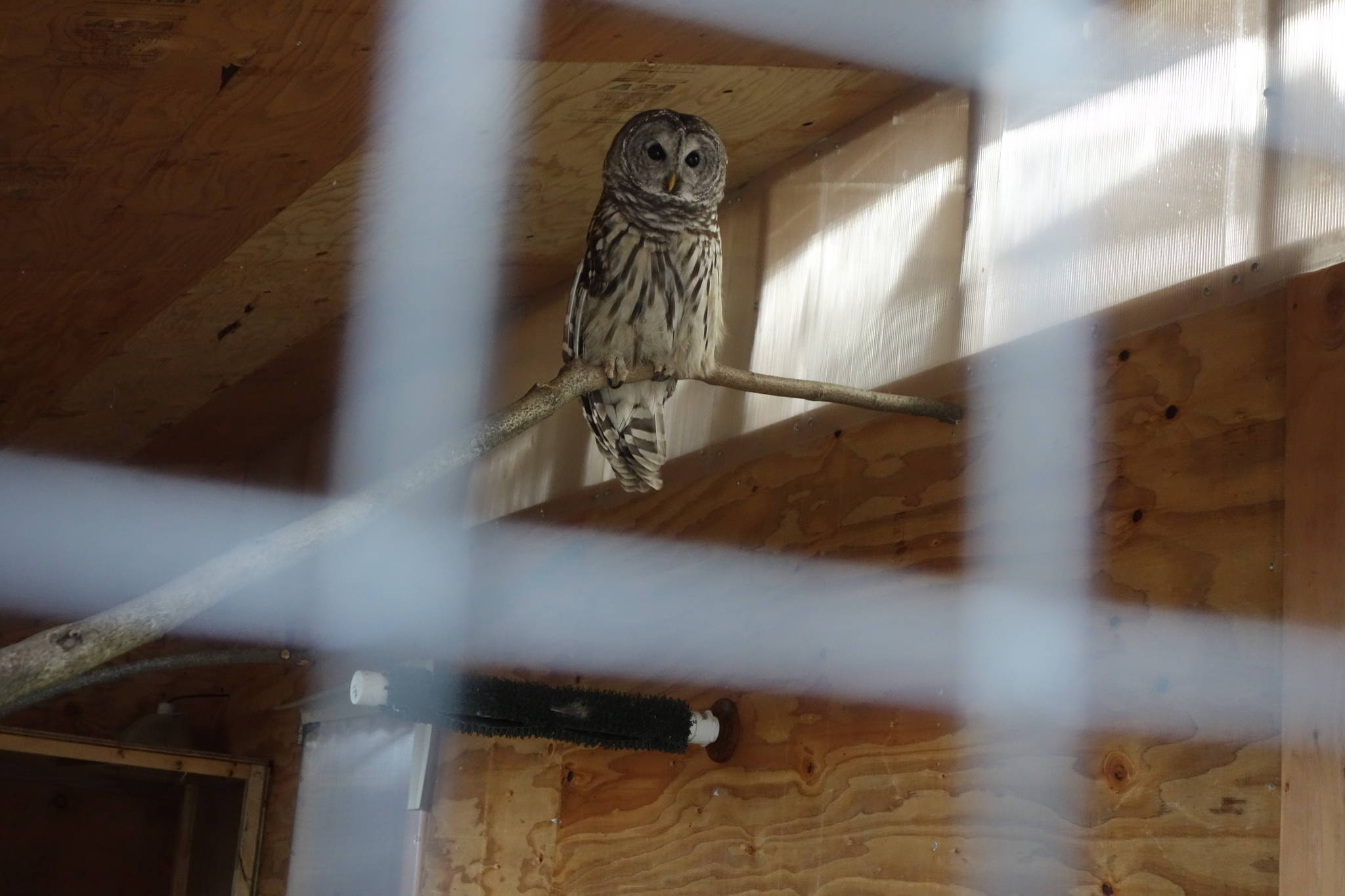 Hunter, the barred owl, from inside his enclosure. Photo by Clara Miller.