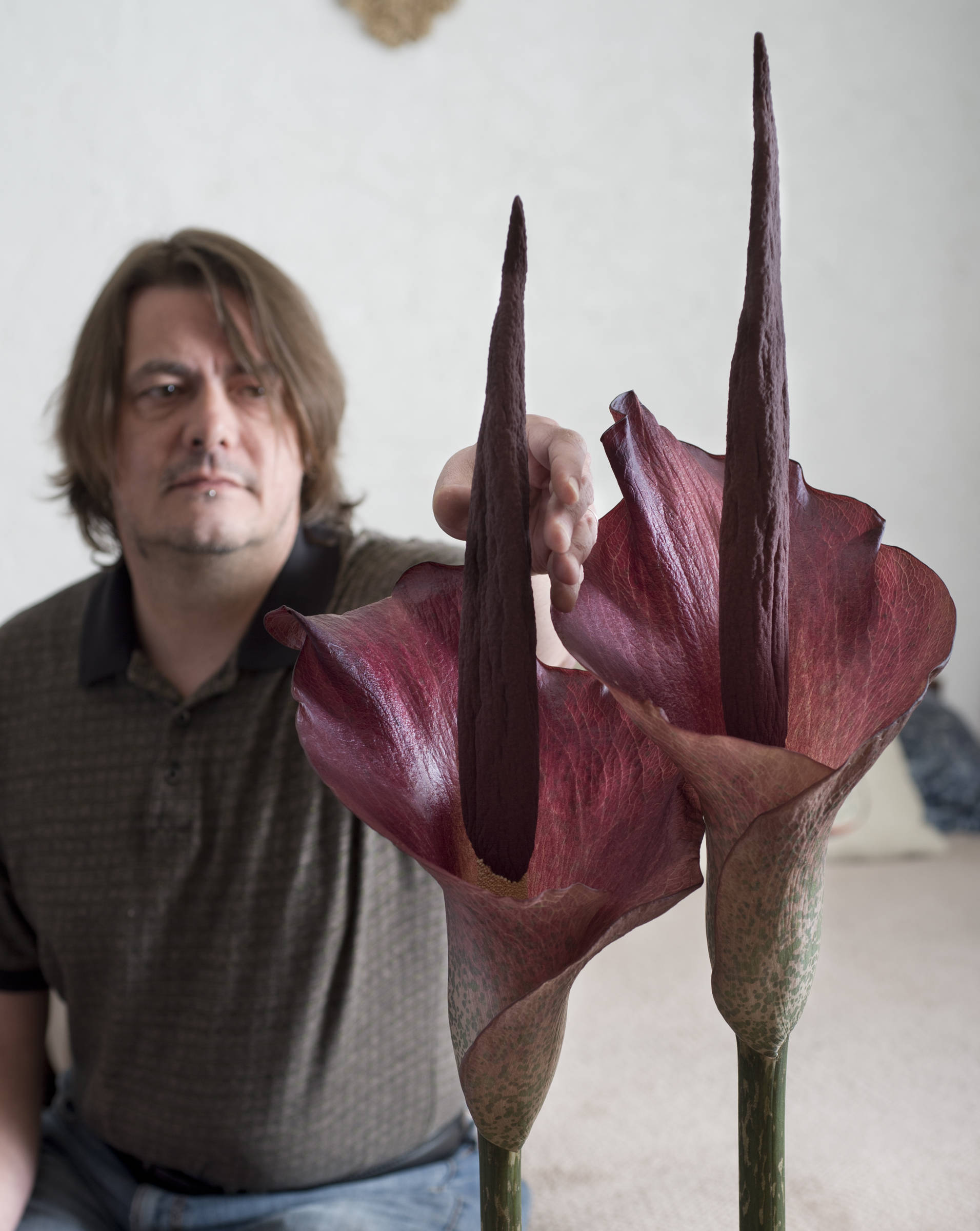 Aaron Baldwin with two “stink lilies” that bloomed at his home on Sunday. From a family of plants called Araceae (the Aroids) and is also called Voodoo Lilies, Dragon Lilies and Corpse Lilies. (Michael Penn | Juneau Empire)