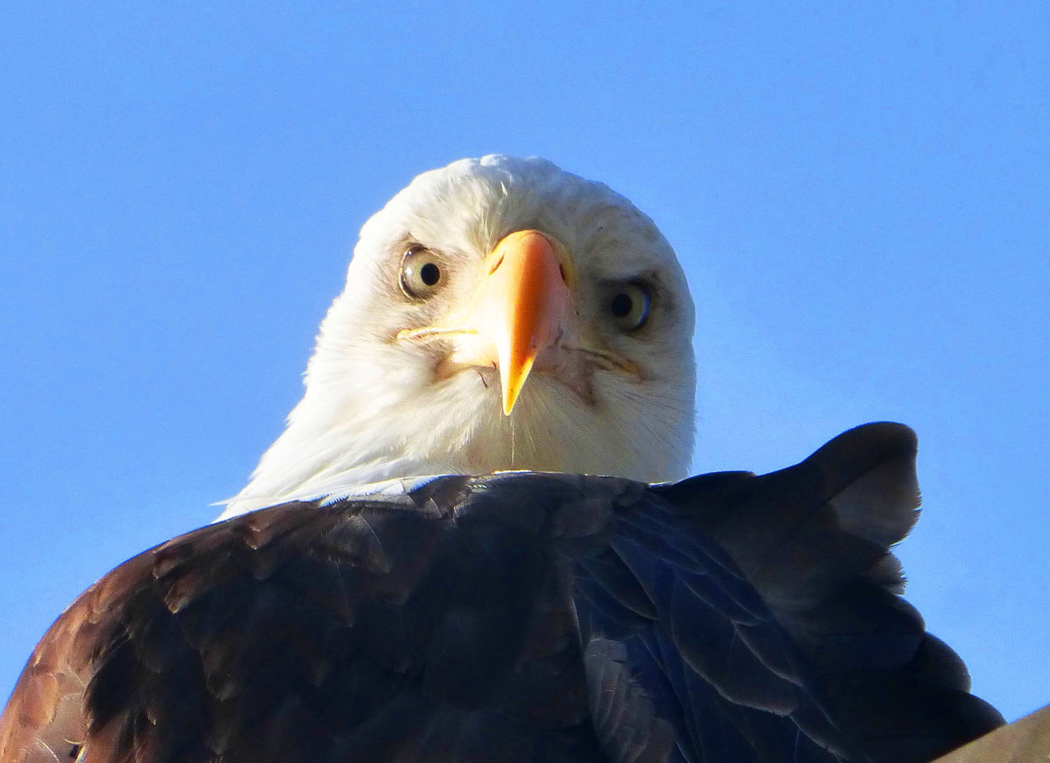 Here&rsquo;s looking at you! An eagle at C Dock in the downtown boat harbor on March 27. (Photo by Denise Carroll)