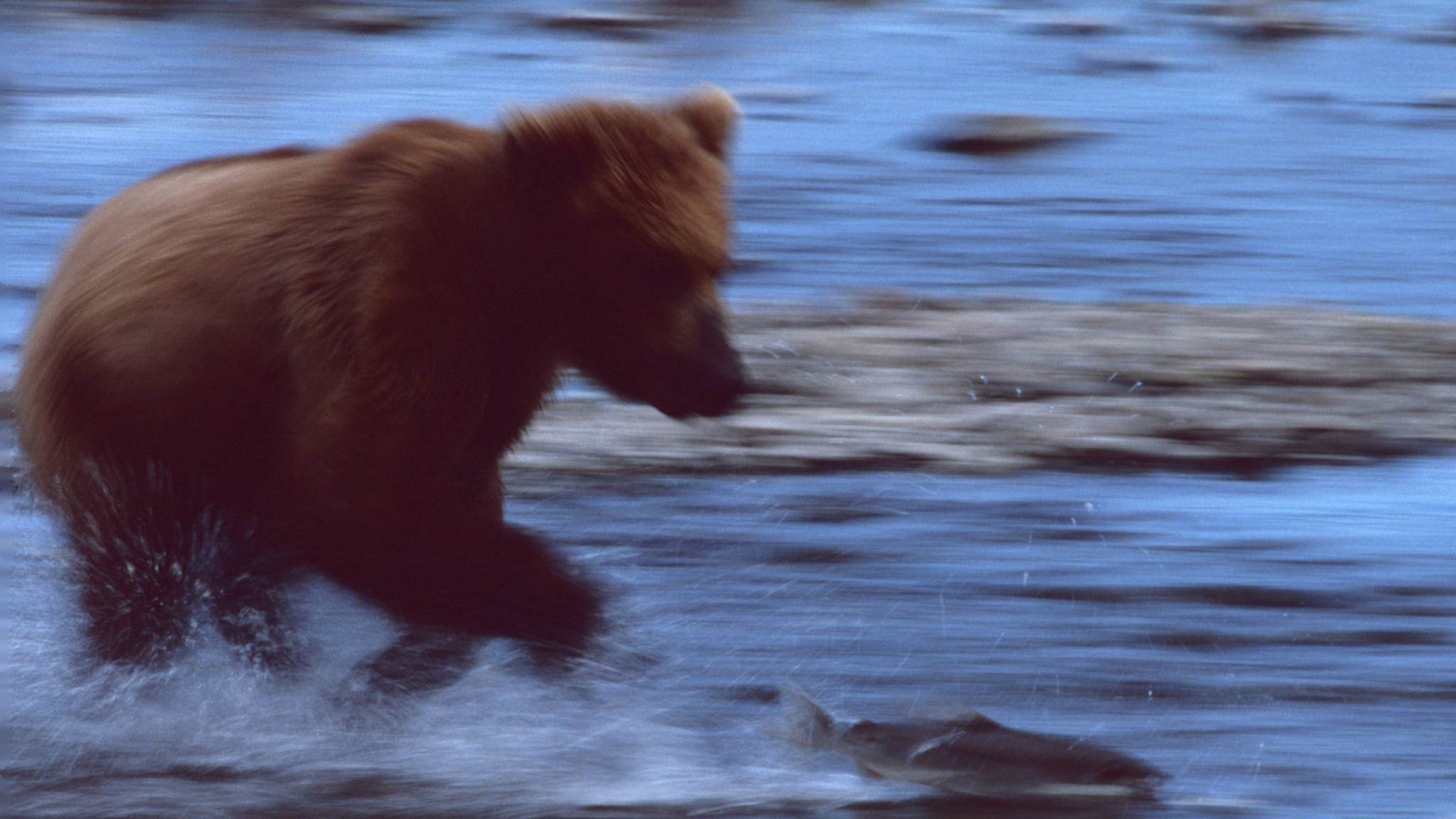 A brown bear chases its prey at McNeil Falls. Photo by Larry Aumiller.