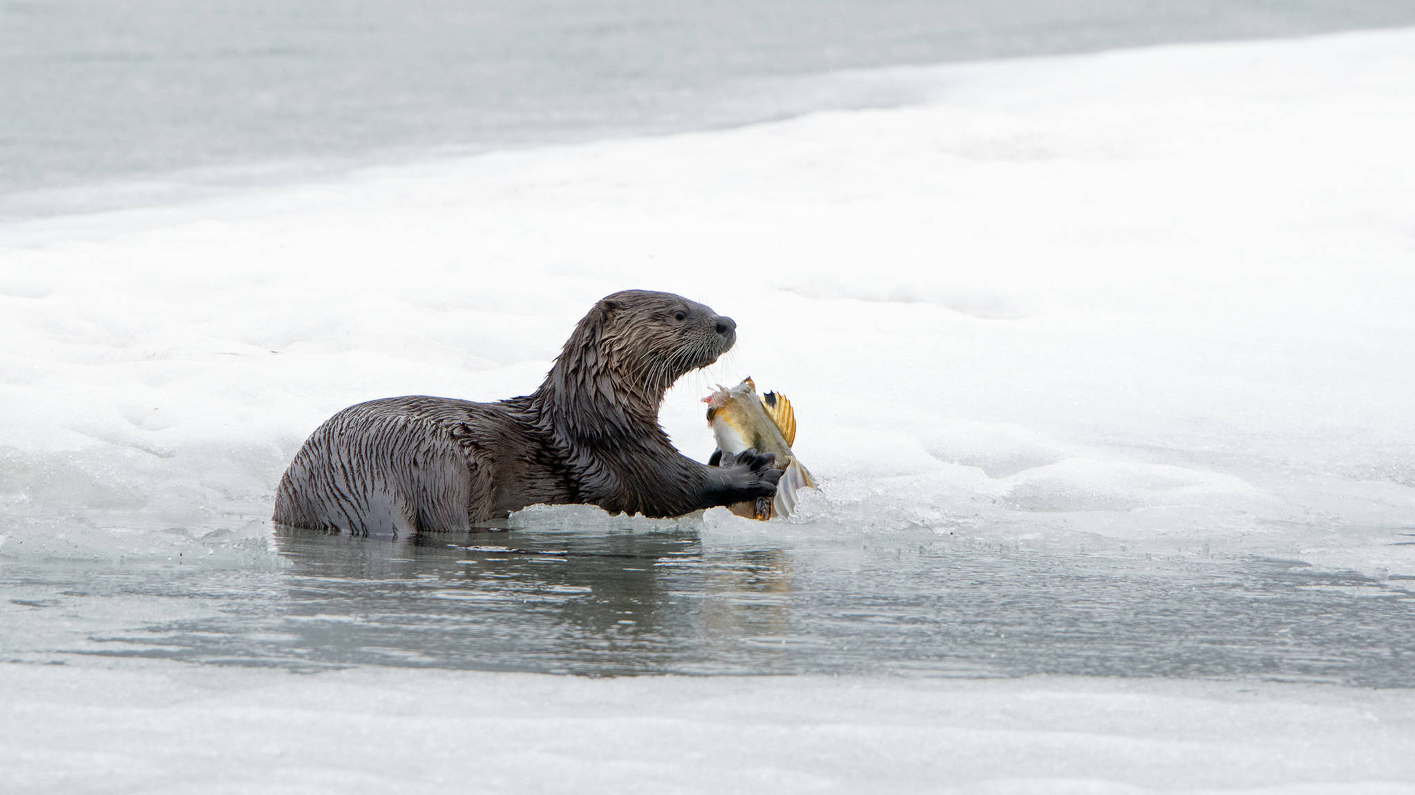 A river otter munched on a sculpin, just before a thieving eagle snatched it from the otter’s grip. (Photo by Jos Bakker)