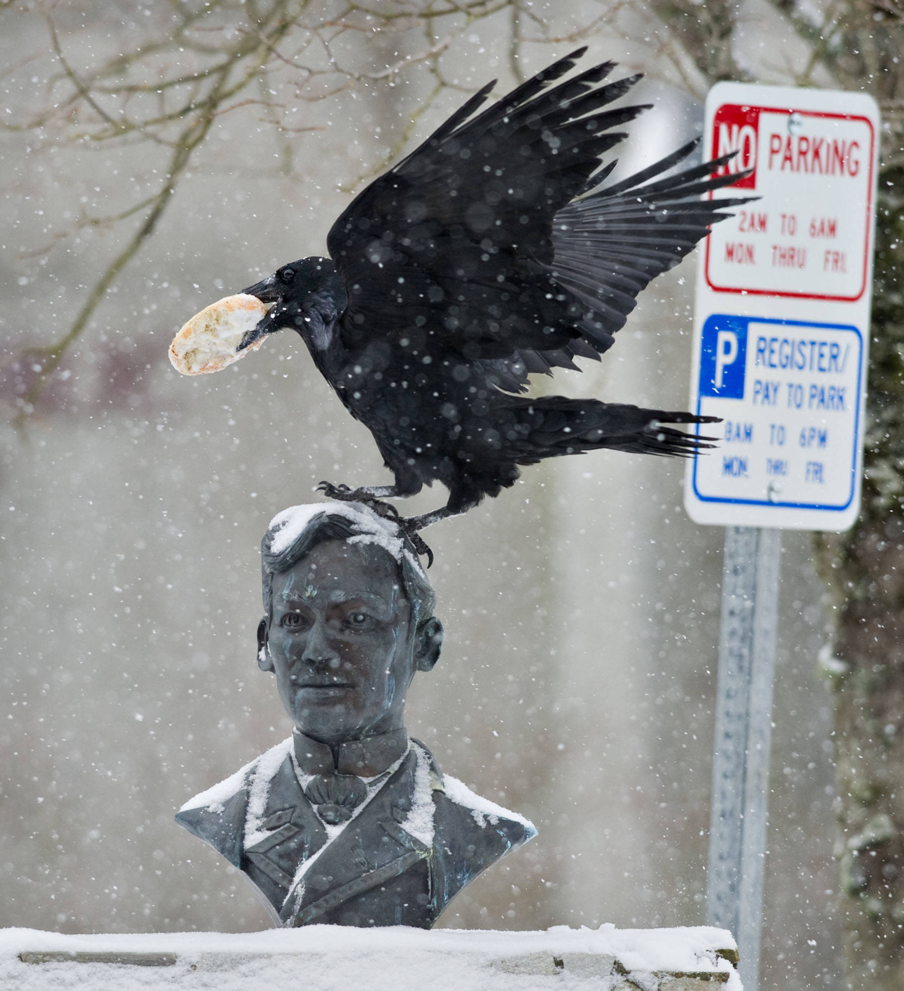 A raven perches with a frozen bagel on the bust of Dr. Jose P. Rizal in Manila Square in downtown Juneau on March 15, 2013. (Michael Penn | Juneau Empire File)