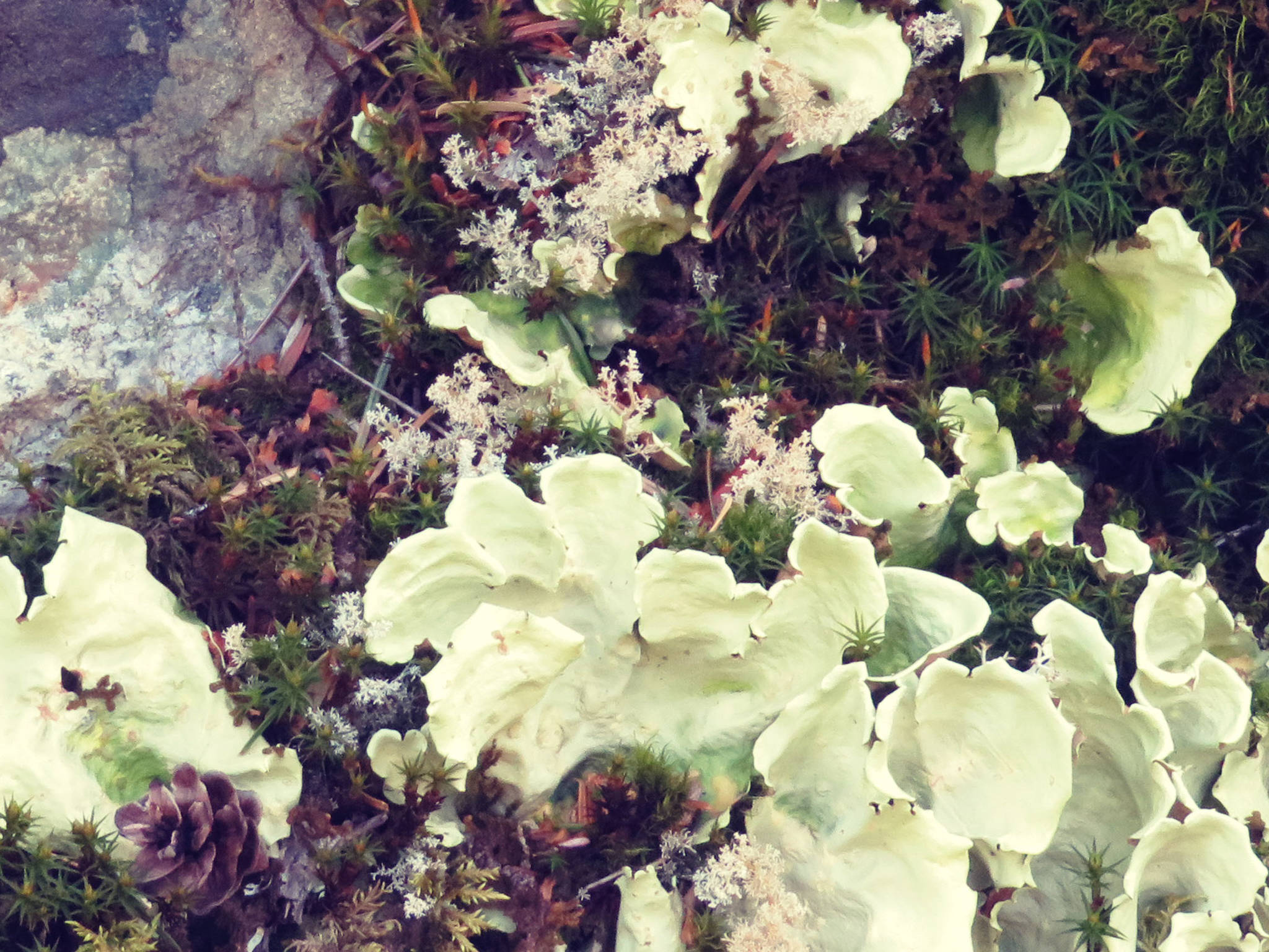 Lichens blooming on a rocky surface. Photo by Ray Tsang.