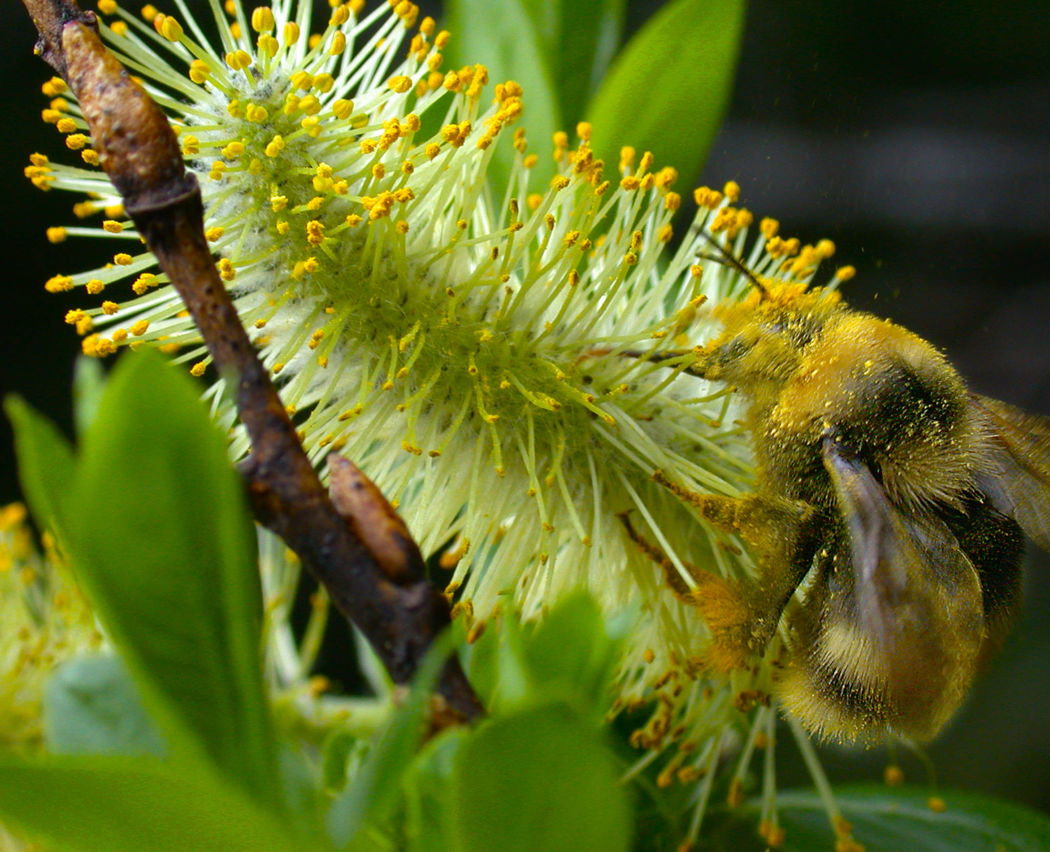 A queen bumblebee, dusted with pollen, forages on a male willow catkin. (Courtesy photo)