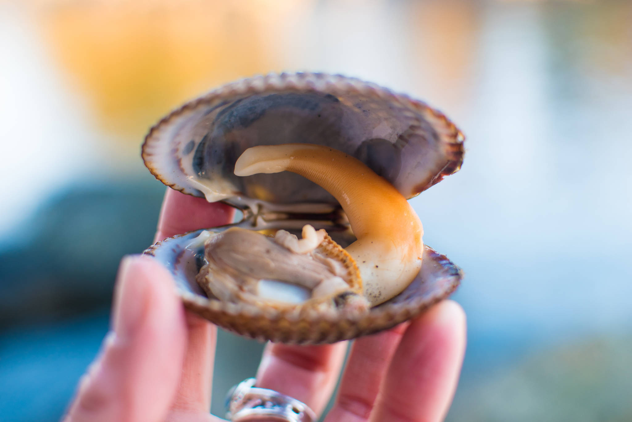 The inside of a foraged cockle. Bethany Goodrich | For the Capital City Weekly
