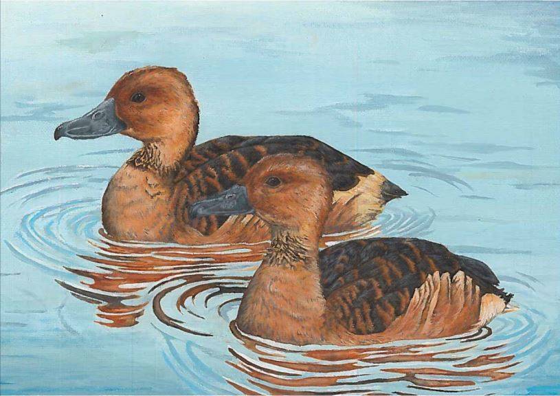 Veronica Salter’s acrylic painting of two Fulvous whistling ducks won the Alaska Junior Duck Stamp competition and finished fifth nationally. (Photo courtesy of Thunder Mountain High School)