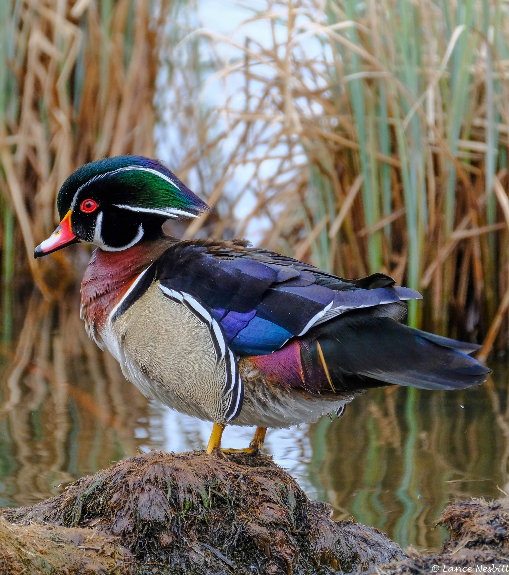 A wood duck shows his plumage. (Photo by Lance Nesbitt)