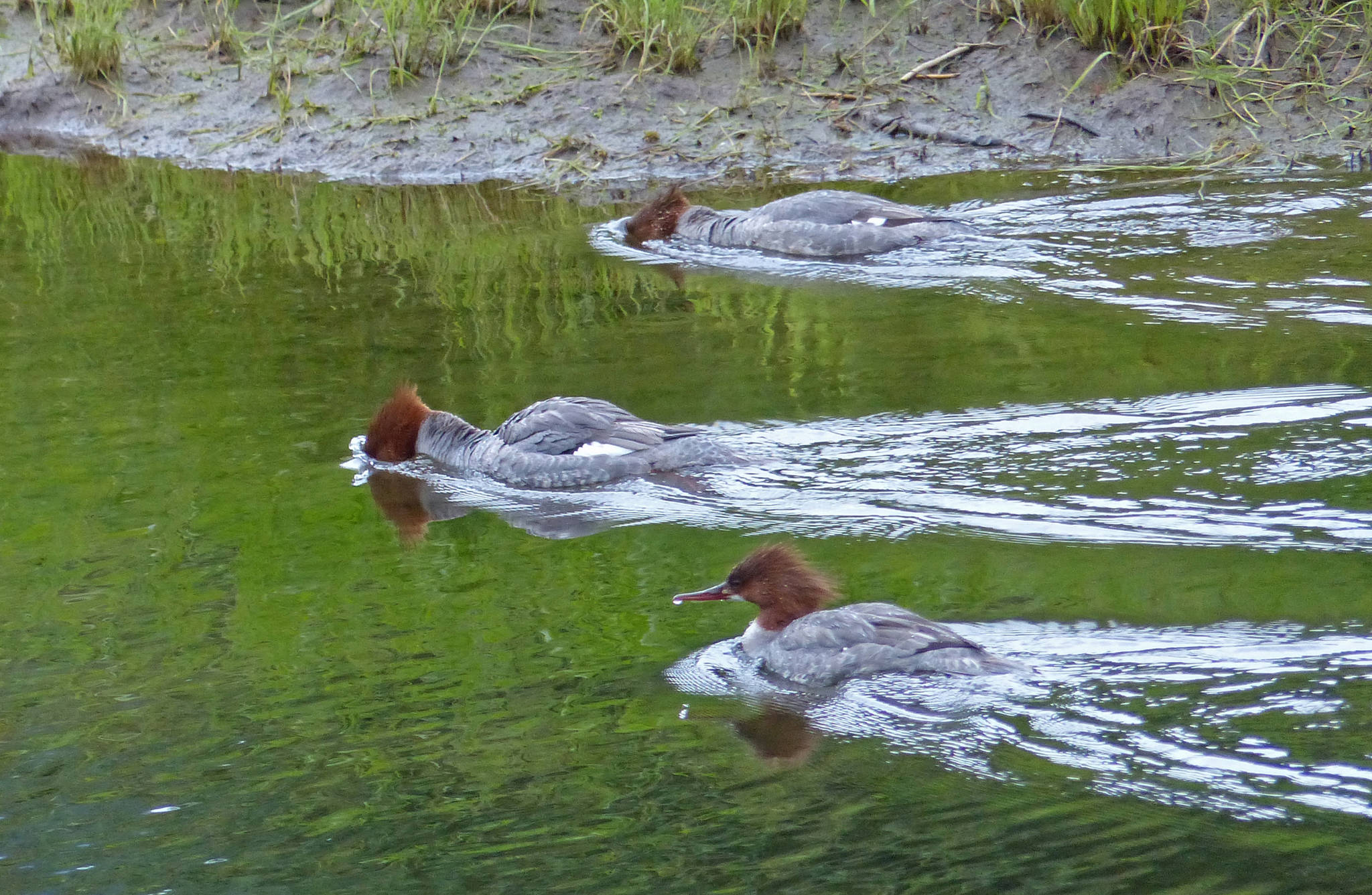 Common mergansers in female or immature plumage; two of them are snorkeling. (Bob Armstrong | For the Juneau Empire)