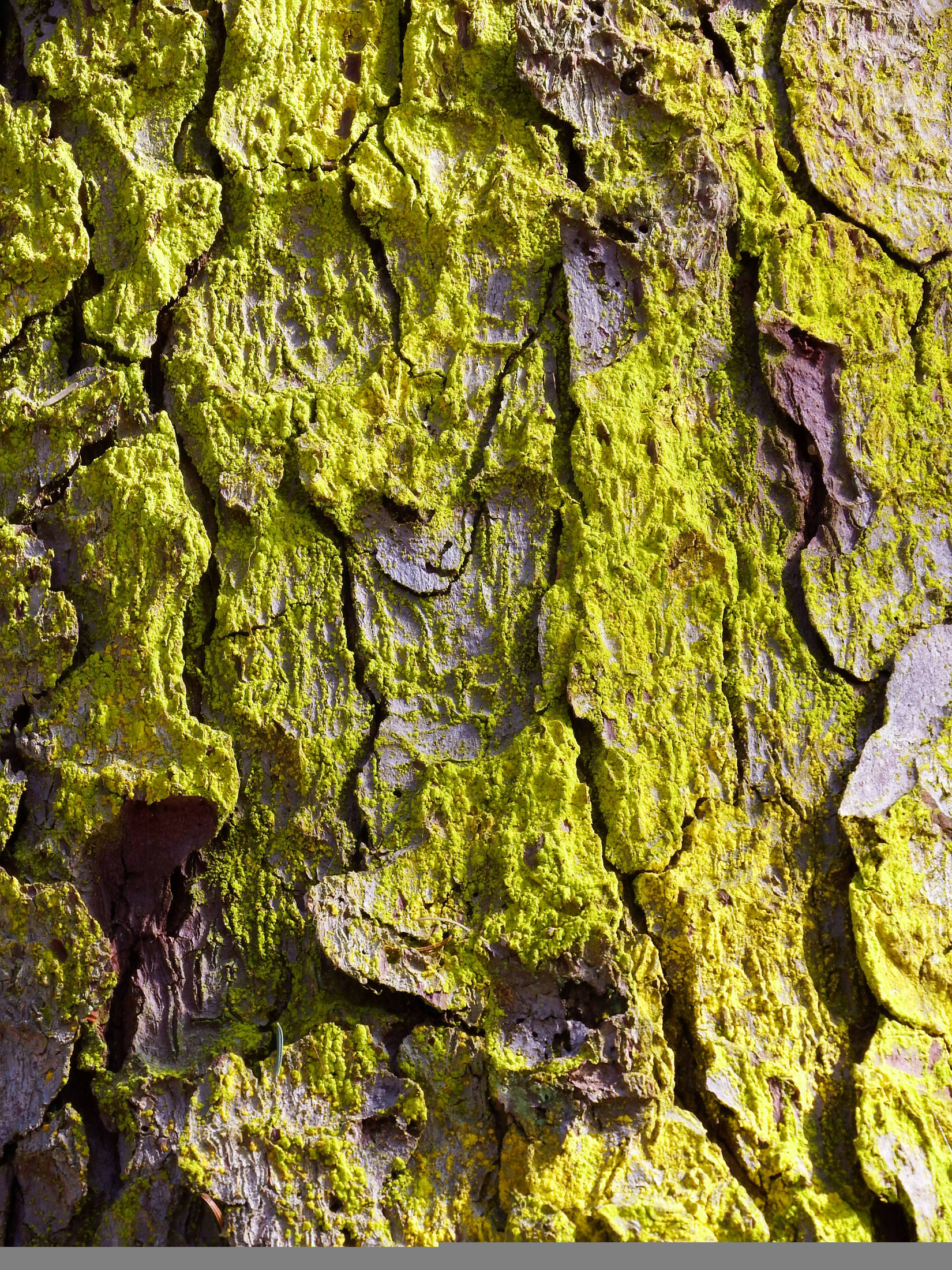 Lime-colored lichen along Point Louisa trail on April 22. Photo by Linda Shaw.