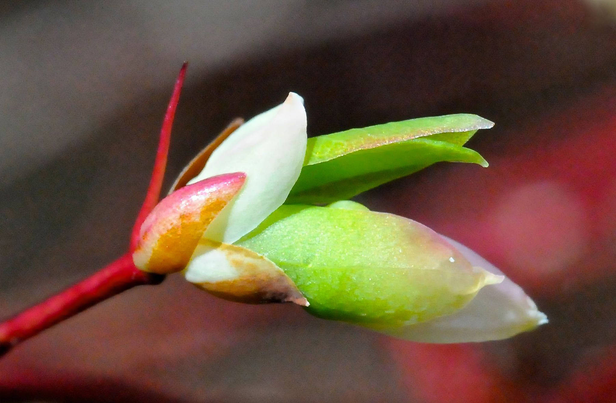 Sign of a new season: blueberry bud. Photo by Helen Unruh.