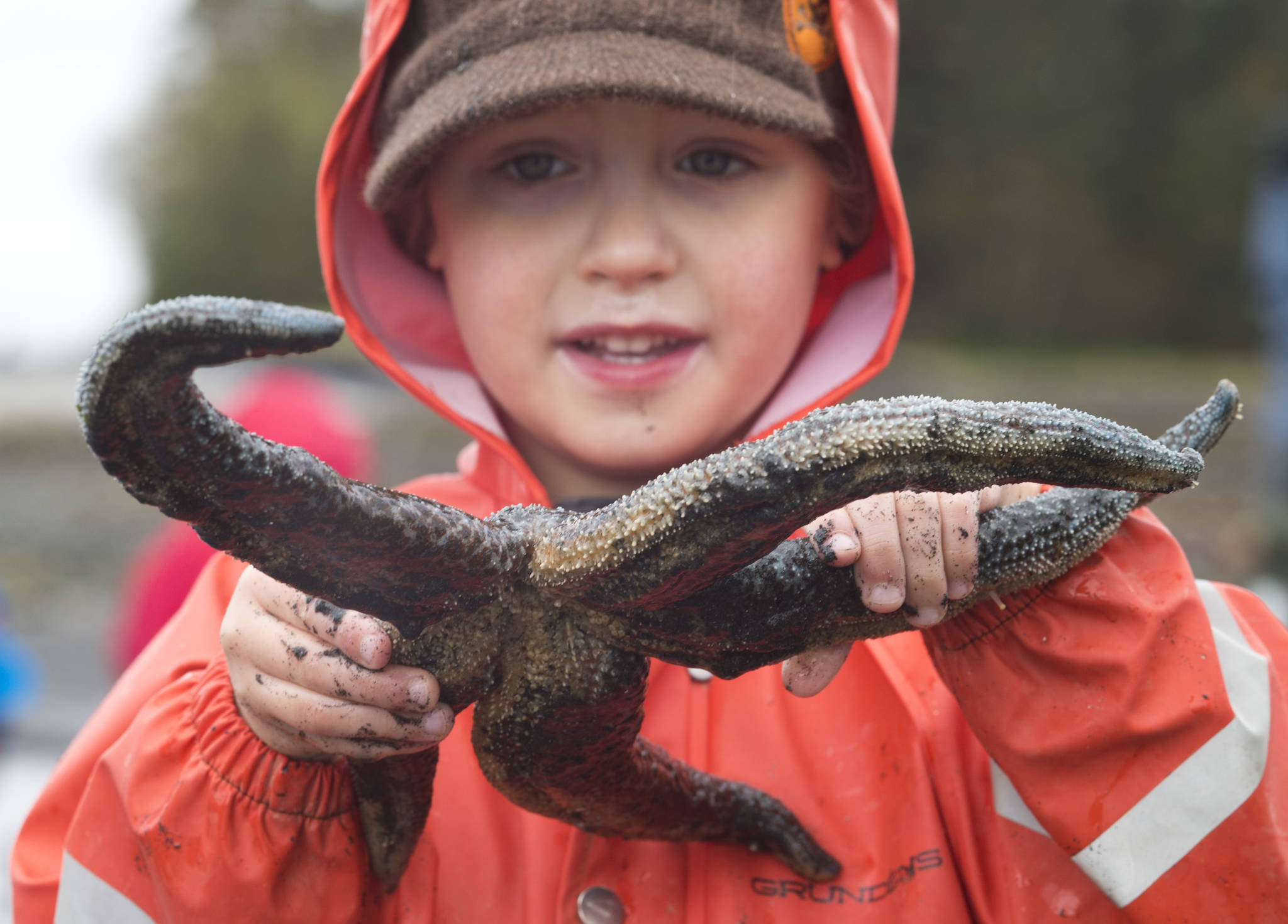 Lincoln Gruening, 5, examines a starfish while out with his Juneau Co-op Preschool class on Douglas Island near Shaman Island on Friday, April 28, 2017. The lowest tide of the month was Friday at minus 4.2 feet. (Michael Penn | Juneau Empire)